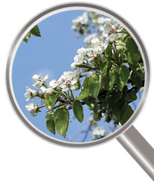 flora en fauna