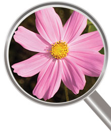 flora en fauna